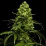 Amnesic Gorilla Feminized Marijuana Strain by Flash Seeds For Sale Online at Cannabis Seeds Outlet