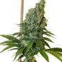 Congo Haze Regular Marijuana Strain by Dampkring Genetics For Sale Online at Cannabis Seeds Outlet