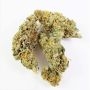 Dampkring Genetics Congo Haze Smoke Buds Weed Ganja Skunk Dope Pot Images Pics Nuggets