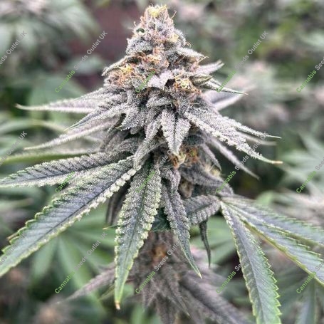 Blood Diamonds 2 0 Feminized Marijuana Strain by Compound Genetics For Sale Online at Cannabis Seeds Outlet