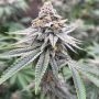 Blood Diamonds 2 0 Feminized Marijuana Strain by Compound Genetics For Sale Online at Cannabis Seeds Outlet
