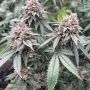 Compound Genetics Blood Diamonds 2 0 Smoke Buds Weed Ganja Skunk Dope Pot Images Pics Nuggets