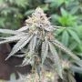Blood Diamonds 2 0 Feminized by Compound Genetics THC Content Potency Strength CBD Height Yield Flowering Time Indica Sativa Gen