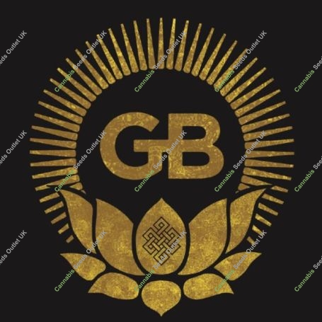 Hazy Loatian Feminized Marijuana Strain by Green Bodhi Seeds For Sale Online at Cannabis Seeds Outlet