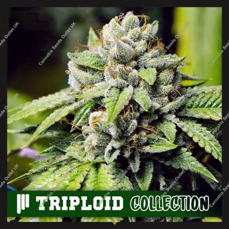Jon Snow OG Triploid Marijuana Strain by Cali Weed For Sale Online at Cannabis Seeds Outlet