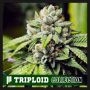 Jon Snow OG Triploid Marijuana Strain by Cali Weed For Sale Online at Cannabis Seeds Outlet