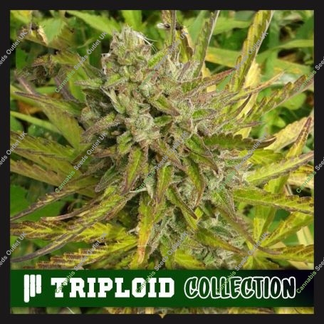 Orange Runtz Triploid Marijuana Strain by Cali Weed For Sale Online at Cannabis Seeds Outlet