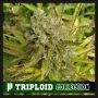 Orange Runtz Triploid Marijuana Strain by Cali Weed For Sale Online at Cannabis Seeds Outlet
