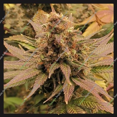Permanent Marker Feminized Marijuana Strain by Cali Weed For Sale Online at Cannabis Seeds Outlet