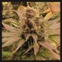 Permanent Marker Feminized Marijuana Strain by Cali Weed For Sale Online at Cannabis Seeds Outlet