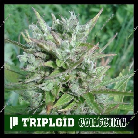 Platinum Nova Triploid Marijuana Strain by Cali Weed For Sale Online at Cannabis Seeds Outlet