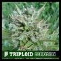 Platinum Nova Triploid Marijuana Strain by Cali Weed For Sale Online at Cannabis Seeds Outlet