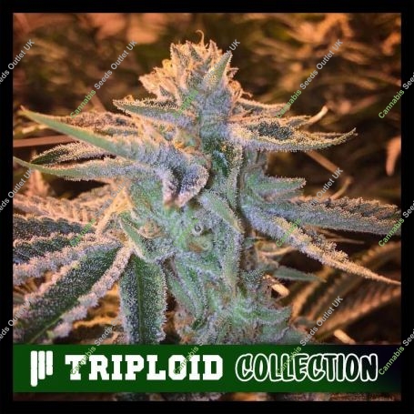 Sunset Sherbet Triploid Marijuana Strain by Cali Weed For Sale Online at Cannabis Seeds Outlet