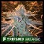 Sunset Sherbet Triploid Marijuana Strain by Cali Weed For Sale Online at Cannabis Seeds Outlet
