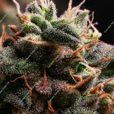 Bubbaloo Moonrocks Auto Feminized Marijuana Strain by Propaganja Seeds For Sale Online at Cannabis Seeds Outlet