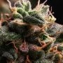 Bubbaloo Moonrocks Auto Feminized Marijuana Strain by Propaganja Seeds For Sale Online at Cannabis Seeds Outlet
