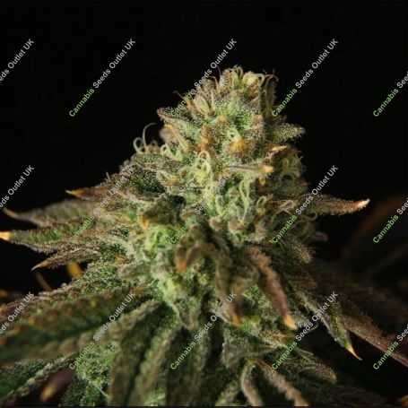 Buks Banner 11 Auto Feminized Marijuana Strain by Propaganja Seeds For Sale Online at Cannabis Seeds Outlet
