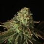 Buks Banner 11 Auto Feminized Marijuana Strain by Propaganja Seeds For Sale Online at Cannabis Seeds Outlet