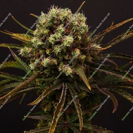 Diamante Citron Auto Feminized Marijuana Strain by Propaganja Seeds For Sale Online at Cannabis Seeds Outlet