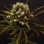 Diamante Citron Auto Feminized Marijuana Strain by Propaganja Seeds For Sale Online at Cannabis Seeds Outlet