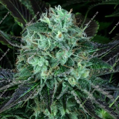 Dodgee Cherries Feminized Marijuana Strain by Propaganja Seeds For Sale Online at Cannabis Seeds Outlet