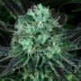 Dodgee Cherries Feminized Marijuana Strain by Propaganja Seeds For Sale Online at Cannabis Seeds Outlet