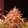 Fruity Gas Feminized Marijuana Strain by Propaganja Seeds For Sale Online at Cannabis Seeds Outlet