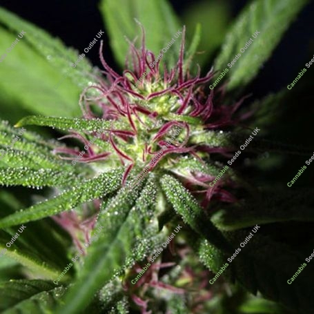 Gobsmacked Mandarine Feminized Marijuana Strain by Propaganja Seeds For Sale Online at Cannabis Seeds Outlet