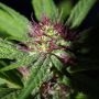 Gobsmacked Mandarine Feminized Marijuana Strain by Propaganja Seeds For Sale Online at Cannabis Seeds Outlet