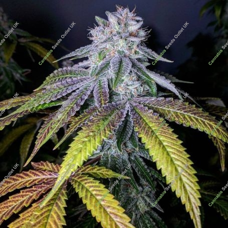 Propaganja Seeds Cannabis Strain Grand Dude 8 Feminized Marijuana Seeds Original Collector Souvenir Authentic Packaging Packs