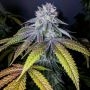 Propaganja Seeds Cannabis Strain Grand Dude 8 Feminized Marijuana Seeds Original Collector Souvenir Authentic Packaging Packs