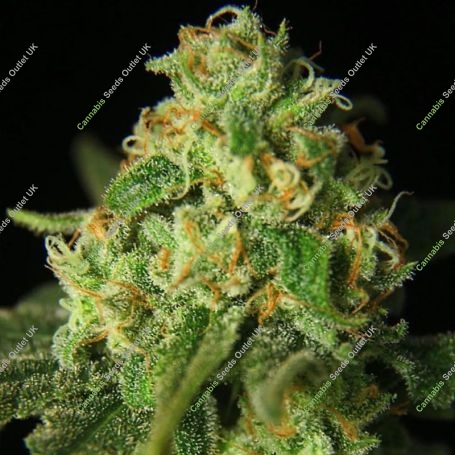 Kashrut Auto Feminized Marijuana Strain by Propaganja Seeds For Sale Online at Cannabis Seeds Outlet