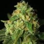 Kashrut Auto Feminized Marijuana Strain by Propaganja Seeds For Sale Online at Cannabis Seeds Outlet