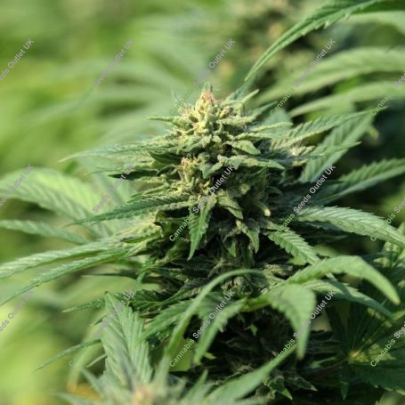 Kookie Gmoji Feminized Marijuana Strain by Propaganja Seeds For Sale Online at Cannabis Seeds Outlet