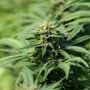 Kookie Gmoji Feminized Marijuana Strain by Propaganja Seeds For Sale Online at Cannabis Seeds Outlet