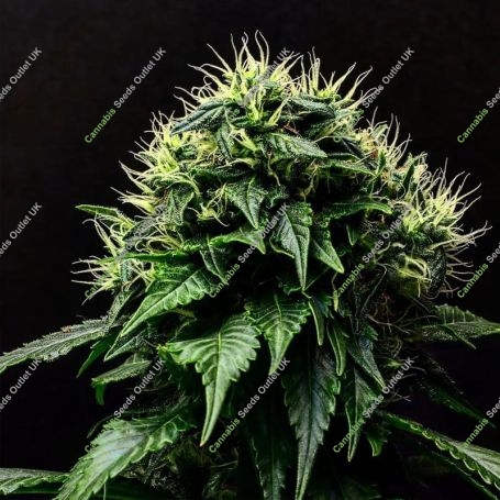 Masamune OG Auto Feminized Marijuana Strain by Propaganja Seeds For Sale Online at Cannabis Seeds Outlet