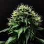 Masamune OG Auto Feminized Marijuana Strain by Propaganja Seeds For Sale Online at Cannabis Seeds Outlet