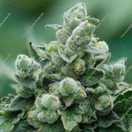 Peanut Butter Breath Marijuana Strain by Propaganja Seeds For Sale Online at Cannabis Seeds Outlet
