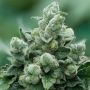 Peanut Butter Breath Marijuana Strain by Propaganja Seeds For Sale Online at Cannabis Seeds Outlet