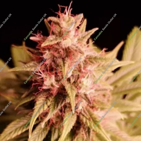 Propaganja Seeds Cannabis Strain Pineapple Magnum Feminized Marijuana Seeds Original Collector Souvenir Authentic Packaging Pack