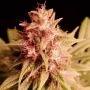 Propaganja Seeds Cannabis Strain Pineapple Magnum Feminized Marijuana Seeds Original Collector Souvenir Authentic Packaging Pack