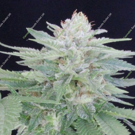 Provolone 21 Feminized Marijuana Strain by Propaganja Seeds For Sale Online at Cannabis Seeds Outlet