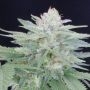 Provolone 21 Feminized Marijuana Strain by Propaganja Seeds For Sale Online at Cannabis Seeds Outlet