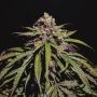 Red Dwarf Auto Feminized Marijuana Strain by Propaganja Seeds For Sale Online at Cannabis Seeds Outlet