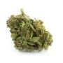 Propaganja Seeds Rotten Banana Auto Smoke Buds Weed Ganja Skunk Dope Pot Images Pics Nuggets