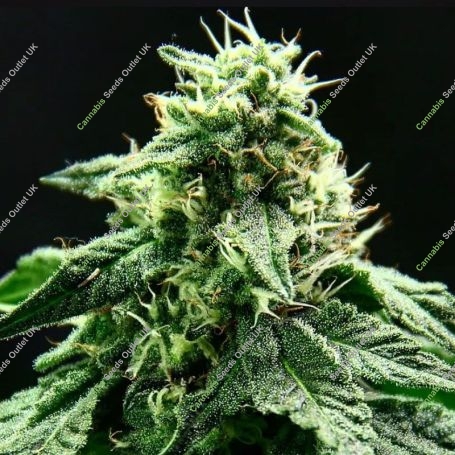 Rotten Banana Auto Marijuana Strain by Propaganja Seeds For Sale Online at Cannabis Seeds Outlet