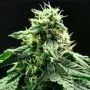 Rotten Banana Auto Marijuana Strain by Propaganja Seeds For Sale Online at Cannabis Seeds Outlet