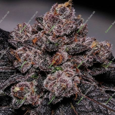 Slime Dessert AKA Bab Feminized Marijuana Strain by Propaganja Seeds For Sale Online at Cannabis Seeds Outlet