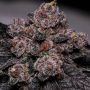 Slime Dessert AKA Bab Feminized Marijuana Strain by Propaganja Seeds For Sale Online at Cannabis Seeds Outlet
