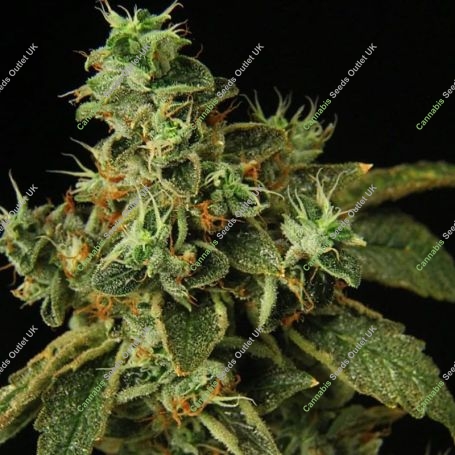 Special Rum Auto Feminized Marijuana Strain by Propaganja Seeds For Sale Online at Cannabis Seeds Outlet